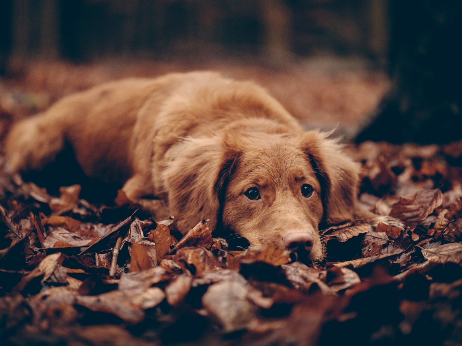 Yepitag: Your Reliable Tool for Pet Reunions on National Lost Dog Awareness Day