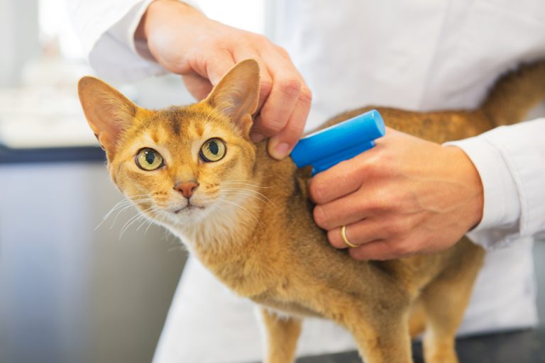 Pawsitively Safe: Microchipping vs. Yepitag - The Ultimate Pet Protection Showdown!