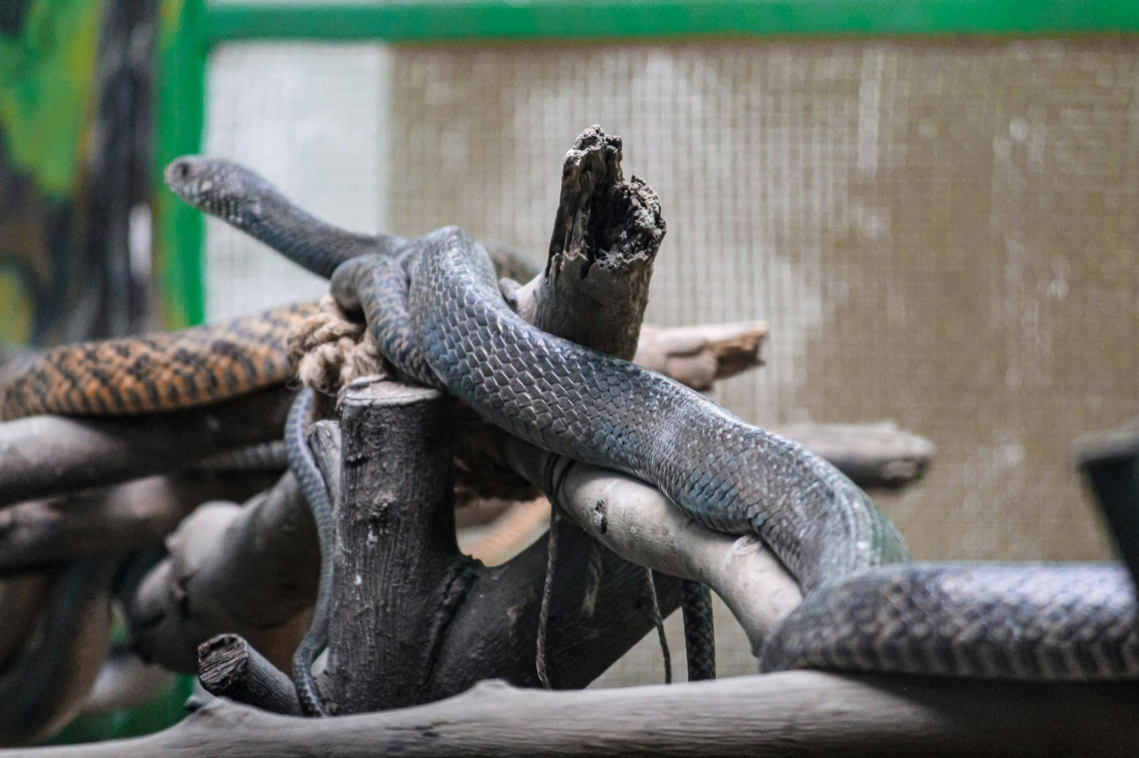 Slithering into Pet Parenthood: Your Beginner's Guide to Snake Care