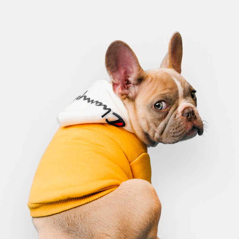 A french bulldog with a yellow coat on