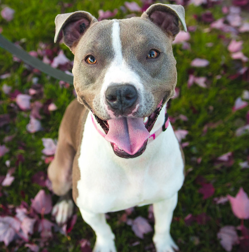 Cute pitbull looking friendly into the camera