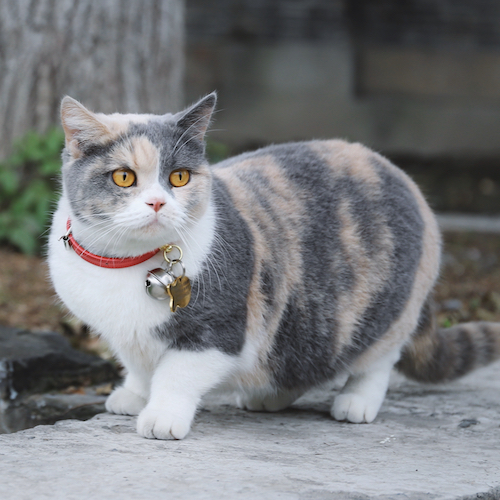 grey and white cat wearing a collar 