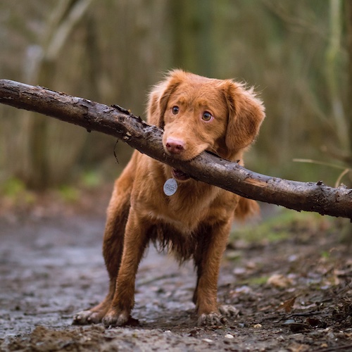brown hunting dog holding a large branch in it's mouth