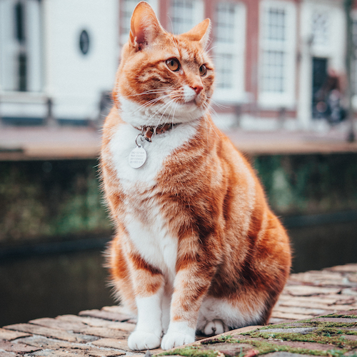 Red cat sitting by a canal