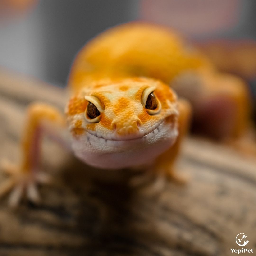 orange gecko staring into the camera