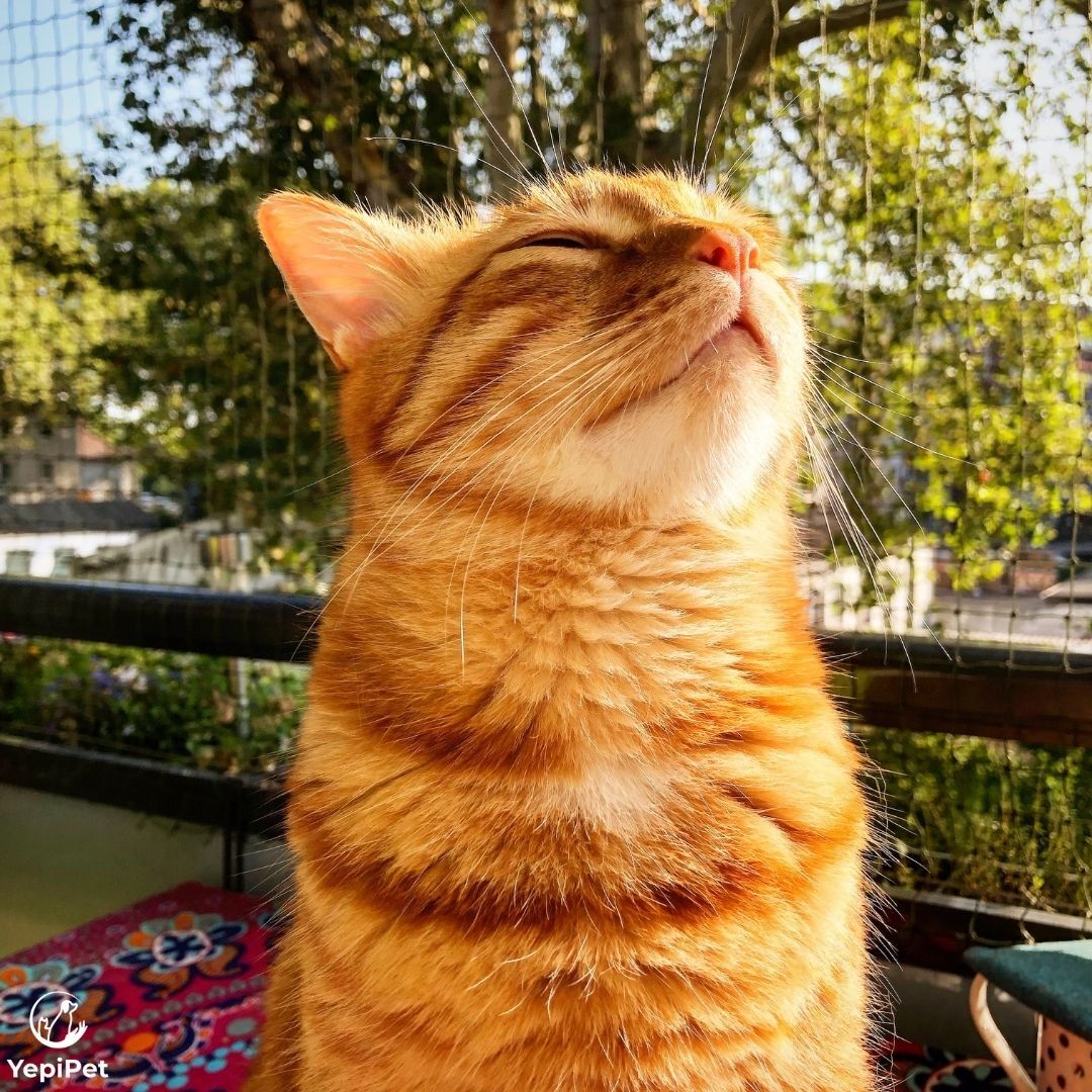 red cat blinking her eyes in the sun om a terrasse