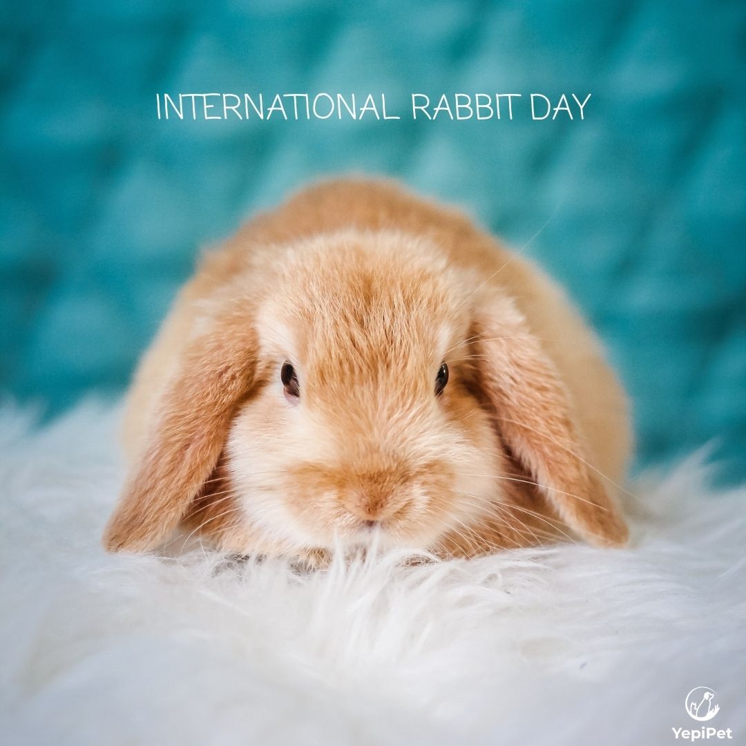 cute rabbit on a fur carpet