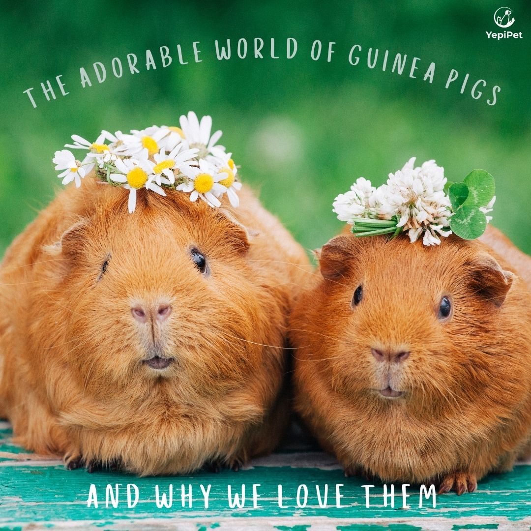 Two guinea pigs with flowers around them