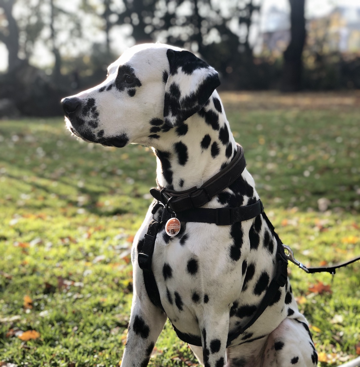 Photo of a dalmatian sitting in the park with a harness and a YepiTag pet tag attached to it.