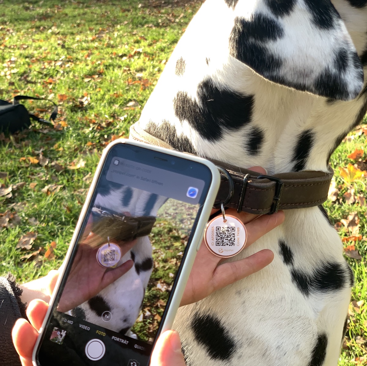 Photo of a smarphone camera app scanning the qr code on a dalmatian's YepiTag pet tag.